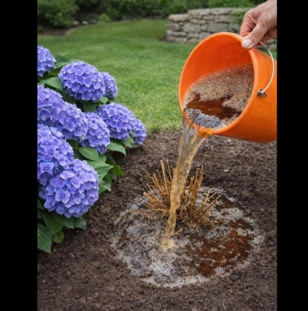 Хортензията ще цъфти като от корица на женско списание: Направете ТОВА през април!