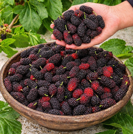 Те имат противораково, противовъзпалително действие и скоро ще ги има във всяка градина!
