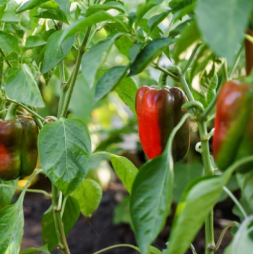 Как правилно да подготвите почвата преди засаждане на чушки: 3 задължителни и 2 строго забранени стъпки за богата реколта