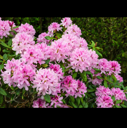 Кога се засажда, къде и как да се грижим за рододендрона? 3-те най-важни неща, които трябва да знаете за красивия крал на всяка градина