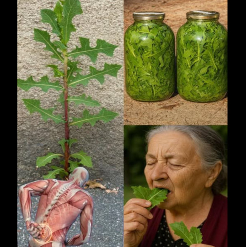 Дъвчете тези листа, за да се сбогувате с болката и стреса - забравеното лекарство от природата