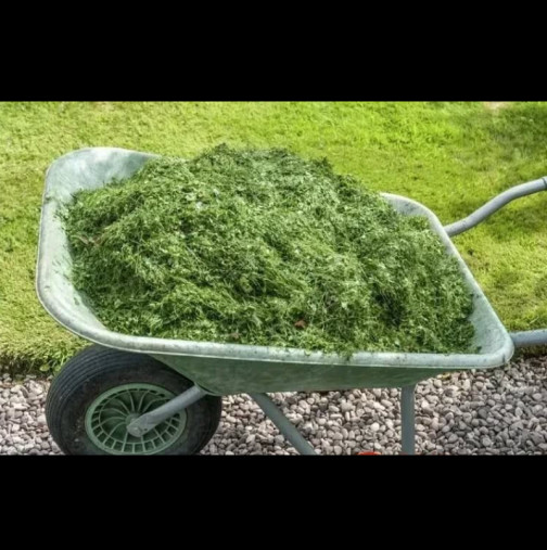 40-годишният опит на градинар: Ето защо НИКОГА не трябва да изхвърляте окосената трева!