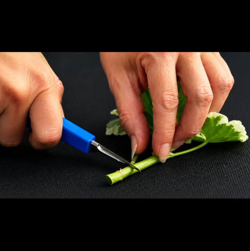 Това е ЕДИНСТВЕНИЯТ начин, по който вече размножавам мушкатото - излиза безплатно, а имам и за подаряване!