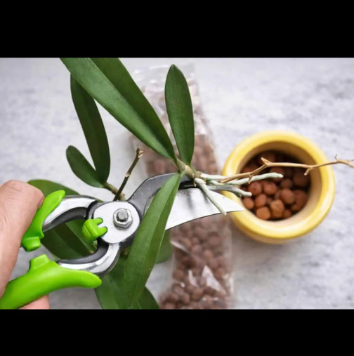 Не е нужно да давате луди пари в цветарския, ето как ЛЕСНО да размножите любимата орхидея у дома: