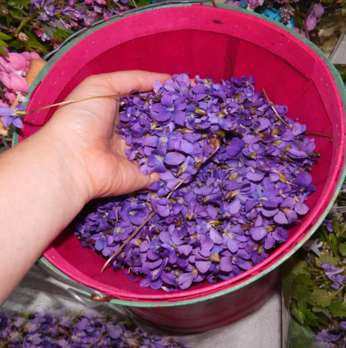 Сироп от горски теменужки: Вековна рецепта, която лекува кашлица, стрес и главоболие!