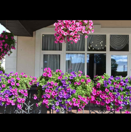 Петуниите ще цъфтят до октомври, ако направите това: Лесни градинарски трикове за гъст и обилен цъфтеж