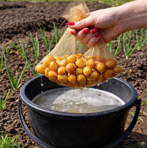 Не засаждайте лук, докато не видите това - стар градинарски трик за огромна реколта!