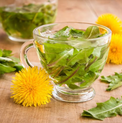 Чаят от ЛИСТА на глухарче почиства черния дроб, стопява килограми и е по-добър за кожата от козметиката: