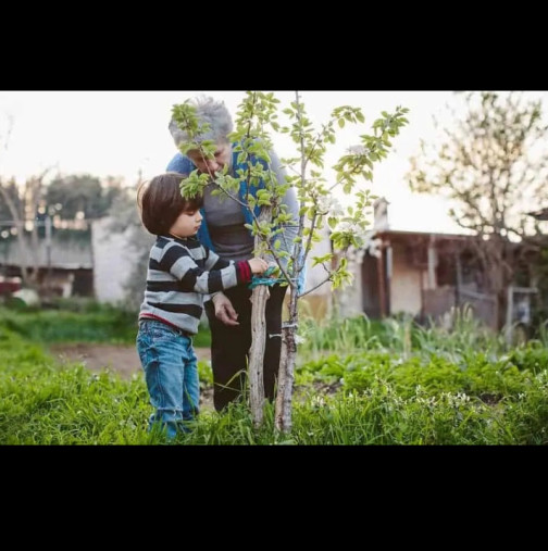6 вида дървета, които НЕ БИВА да засаждате на двора - могат да застрашат здравето и живота ви!