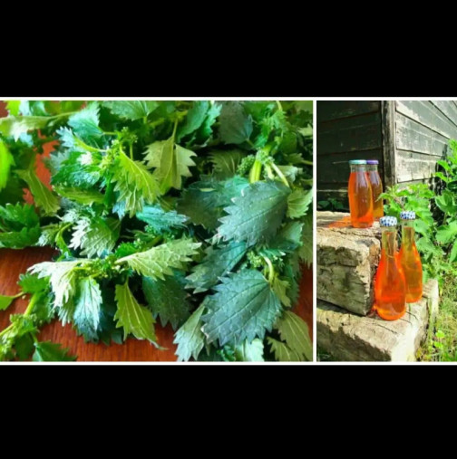 4 пъти повече витамин C от лимоните: Младата коприва е чудо за слаб имунитет, което можете да получите напълно безплатно!