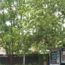 Мъж загина след падане от дърво в центъра на София