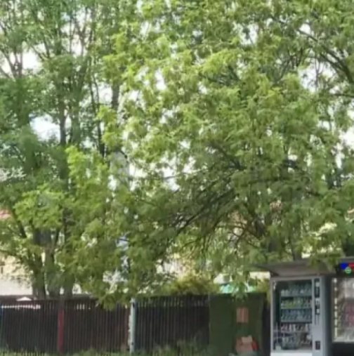Мъж загина след падане от дърво в центъра на София