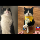 Запознайте се с котешкия Нострадамус! Позна безпогрешно първите 19 мача от Световното по футбол: