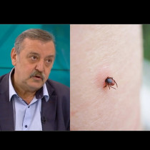 Проф.Кантарджиев предупреди: Много правят тази грешка при ухапване от кърлеж - ето какво се прави НАЙ-НАПРЕД