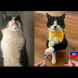 Запознайте се с котешкия Нострадамус! Позна безпогрешно първите 19 мача от Световното по футбол: