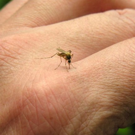 Защо комарите "атакуват" само определен тип хора