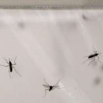 Защо комарите избягват някои хора