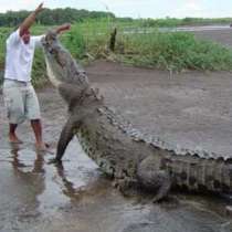Морски крокодил изяде човек