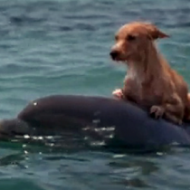 Делфин спасява куче! (Видео)