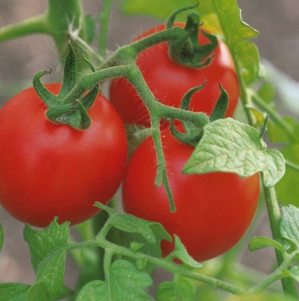 5 съвета за отглеждане на вкусни домати  