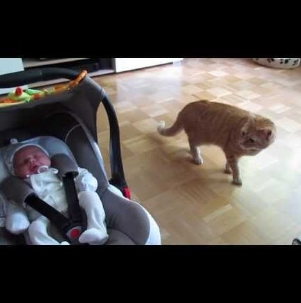 Тази котка се среща за първи път с новия член на семейството (видео)