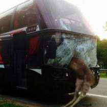 Пиян елен се заби в автобус