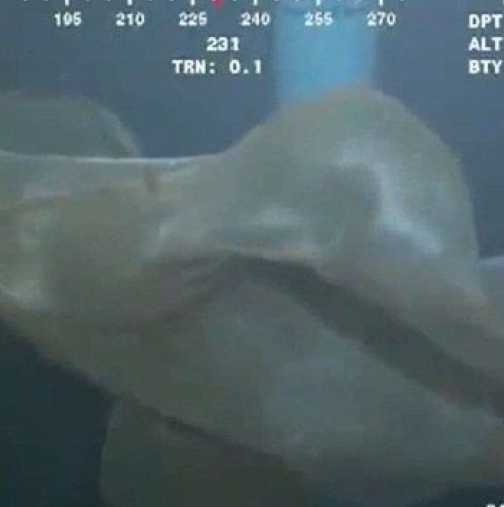 Мистериозно същество кръстосва дълбините на океана-Видео