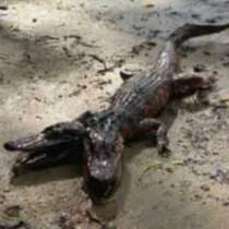 Двуглав алигатор потресе жителите на Флорида