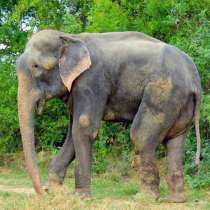 Вижте какво направи този слон, след като беше окован половин век във вериги