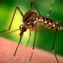Как да спрем сърбежа след ухапване от комар