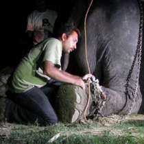 Слон, окован 50 години във вериги, се разплаква, когато го освобождават-снимки