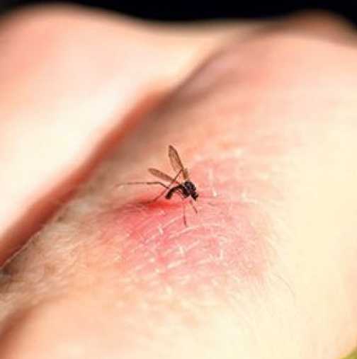 Вижте коя кръвна група предпочитат най-много комарите