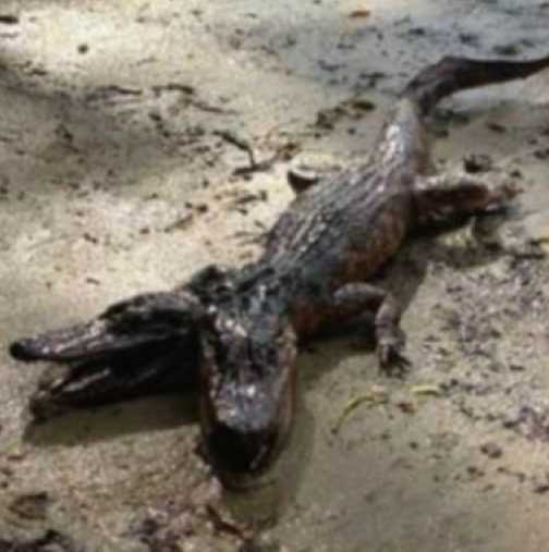 Двуглав алигатор потресе жителите на Флорида