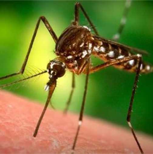 Как да спрем сърбежа след ухапване от комар