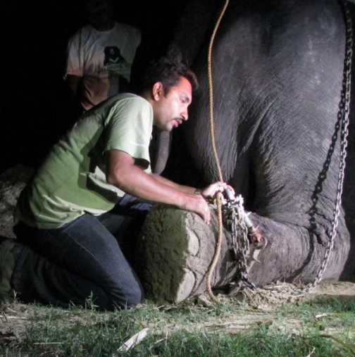 Слон, окован 50 години във вериги, се разплаква, когато го освобождават-снимки