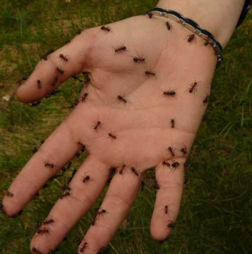 Как мравките могат да помогнат за създаването на нови антибиотици?