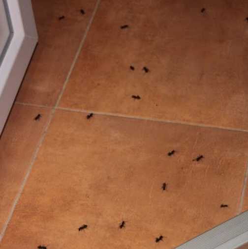 Изгонете мравките от дома си веднага по следните начини
