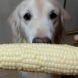 Уникално видео с голдън ретривър, който хрупа царевица