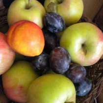 Хапвайте сини сливи или зелени ябълки преди основното хранене и няма да трупате излишни килограми