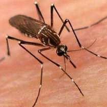 Комарите пренасят вирус със симптоми на грип!