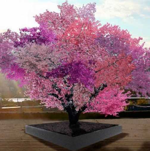 Дървото, което ражда 40 вида плодове