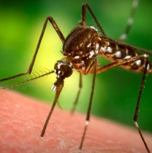 Прост и ефективен трик, за да се справим с комарите