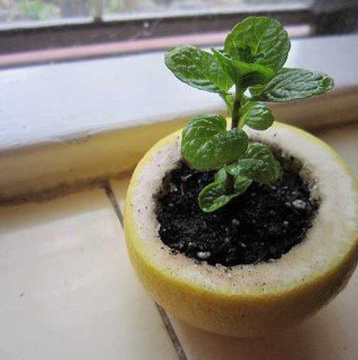Супер начин да си захванете растение от семки!