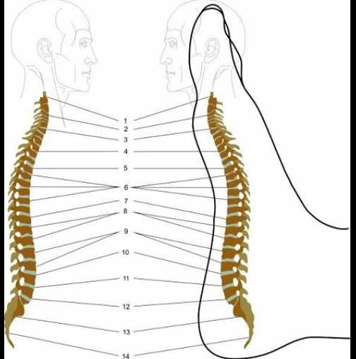 Масаж на краката облекчава болки в гърба вижте кои точки по ходилото отговарят на прешлените на гръбначния стълб 