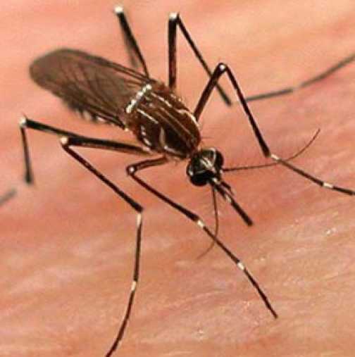 Комарите пренасят вирус със симптоми на грип!