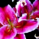 5000 снимки на красиви разцъфващи цветя-видео