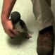 Какво ще стане, ако гъделичкаш пингвин (Видео)