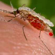 Какво се случва с организма ви, когато ви ухапе комар?