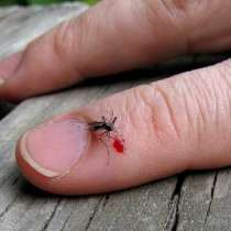 Какво се случва с организма след като ви ухапе комар?