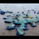 Мистериозни сини същества се появиха на брега на Сан Франциско - Видео